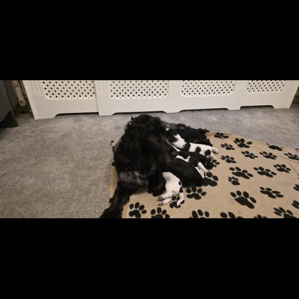 Working Cocker Spaniel