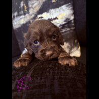Working Cocker Spaniel