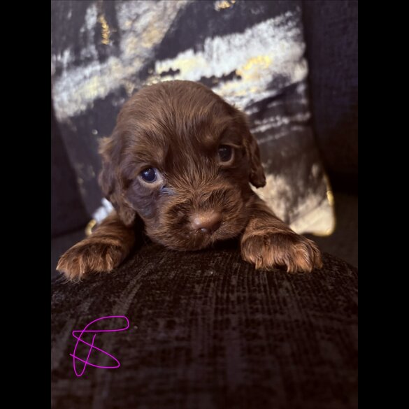 Working Cocker Spaniel