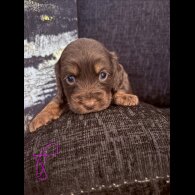 Working Cocker Spaniel