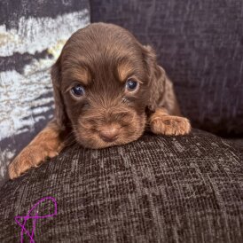 Working Cocker Spaniel