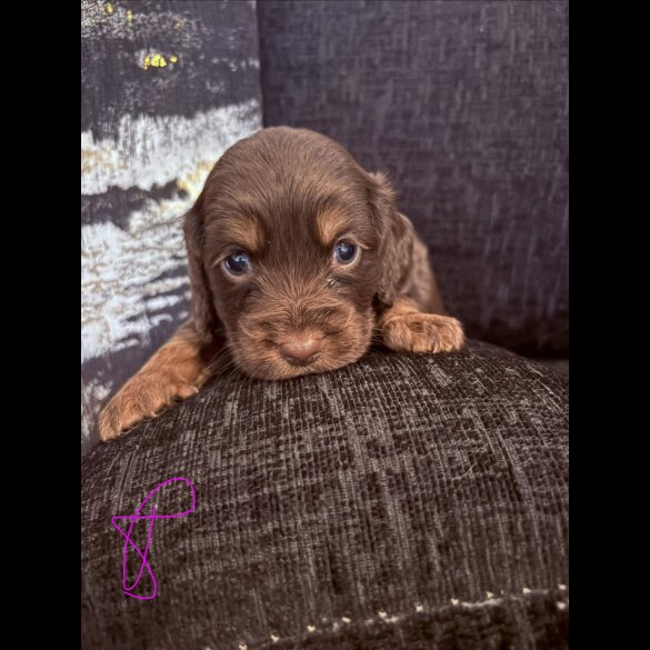 Working Cocker Spaniel
