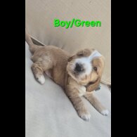 Cocker Spaniel (Show)