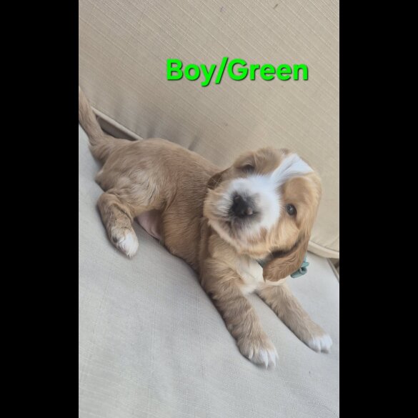 Cocker Spaniel (Show)