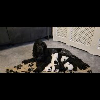 Working Cocker Spaniel