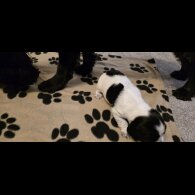 Working Cocker Spaniel
