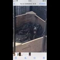 Working Cocker Spaniel