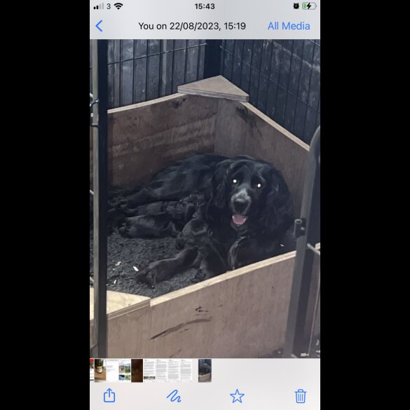 Working Cocker Spaniel