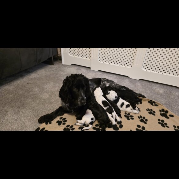 Working Cocker Spaniel