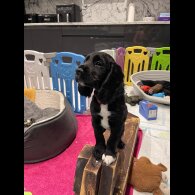 Working Cocker Spaniel