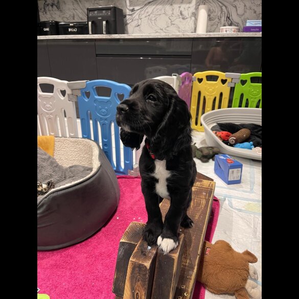 Working Cocker Spaniel