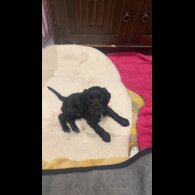 Working Cocker Spaniel