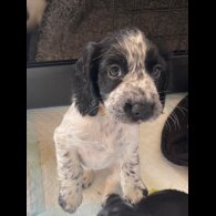 Working Cocker Spaniel