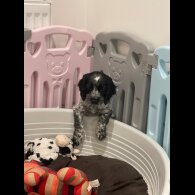 Working Cocker Spaniel