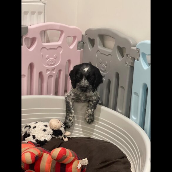 Working Cocker Spaniel