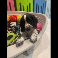 Working Cocker Spaniel