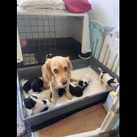 Working Cocker Spaniel