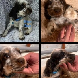 Cocker Spaniel (Show)