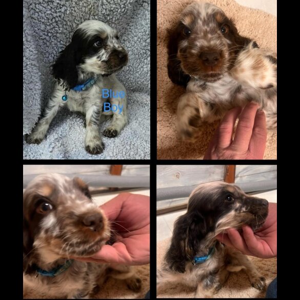 Cocker Spaniel (Show)