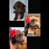 Cocker Spaniel (Show)