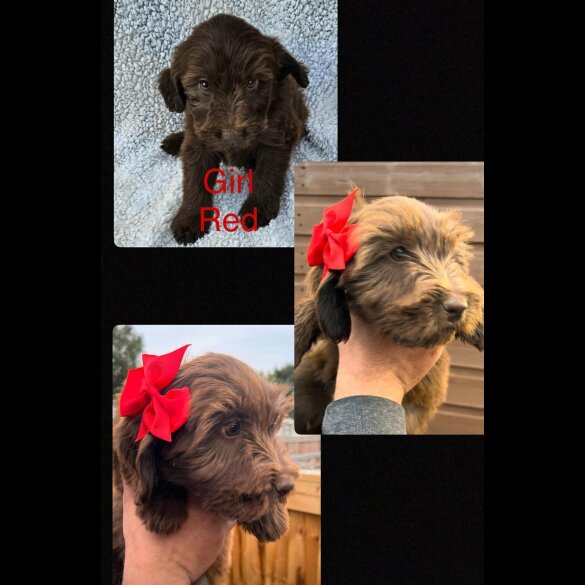 Cocker Spaniel (Show)