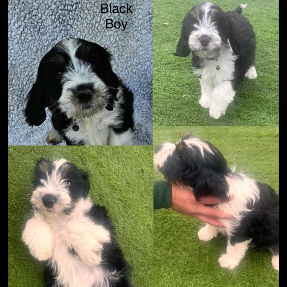 Cocker Spaniel (Show)