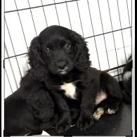 Cocker Spaniel (Show)