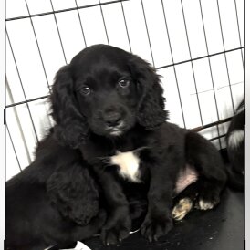 Cocker Spaniel (Show)