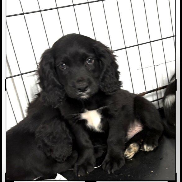 Cocker Spaniel (Show)