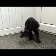 Cocker Spaniel (Show)