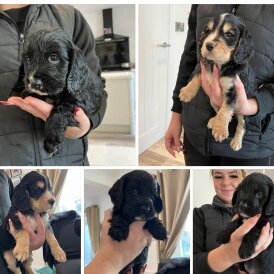 Cocker Spaniel (Show)