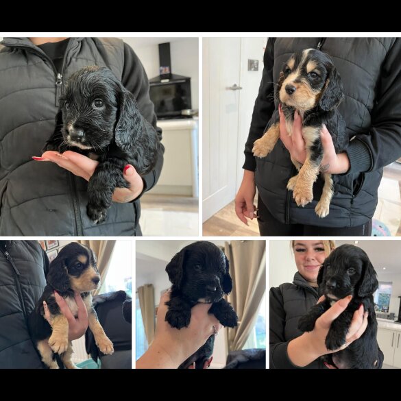 Cocker Spaniel (Show)