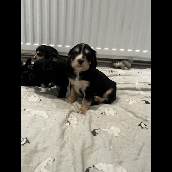 Cocker Spaniel (Show)