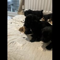 Cocker Spaniel (Show)