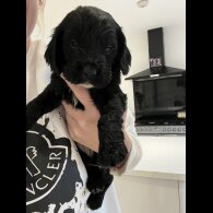 Cocker Spaniel (Show)