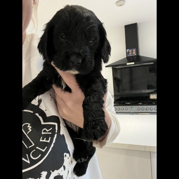 Cocker Spaniel (Show)