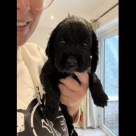 Cocker Spaniel (Show)