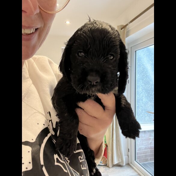 Cocker Spaniel (Show)