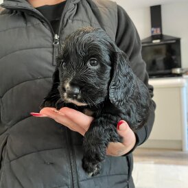 Cocker Spaniel (Show)