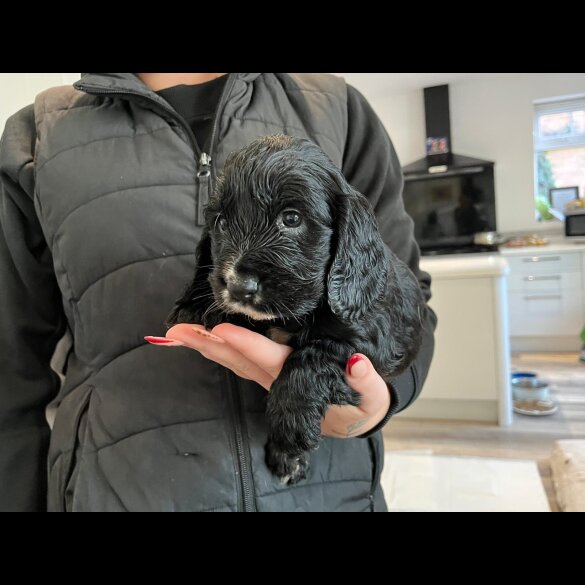 Cocker Spaniel (Show)