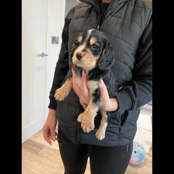 Cocker Spaniel (Show)