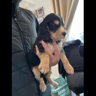 Cocker Spaniel (Show)