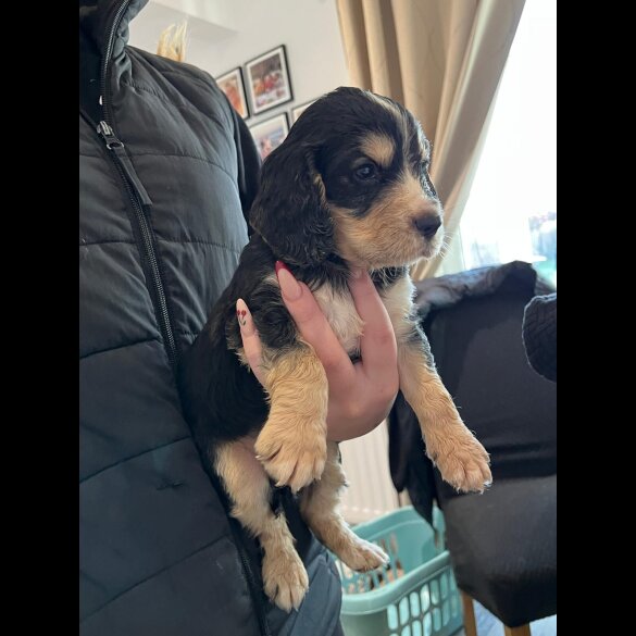 Cocker Spaniel (Show)
