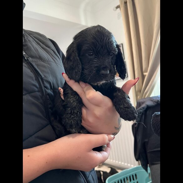 Cocker Spaniel (Show)