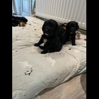 Cocker Spaniel (Show)