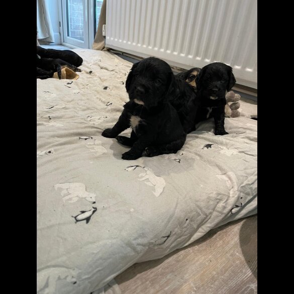 Cocker Spaniel (Show)