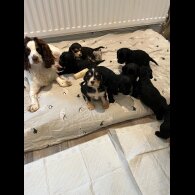 Cocker Spaniel (Show)