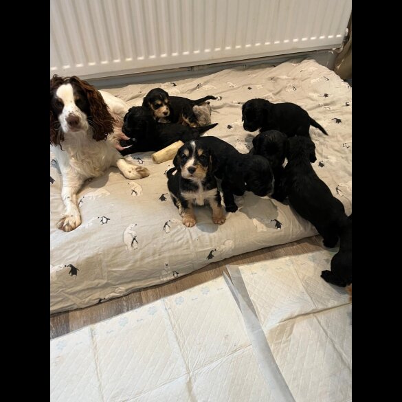 Cocker Spaniel (Show)