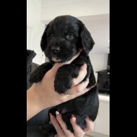 Cocker Spaniel (Show)