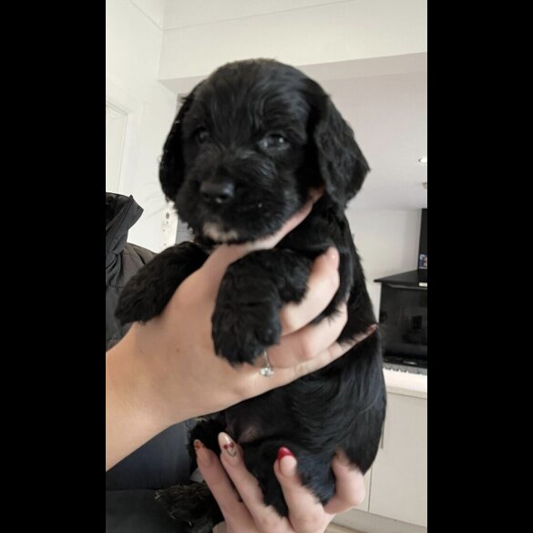 Cocker Spaniel (Show)